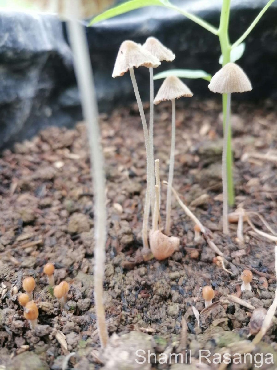 Psathyrella sp1